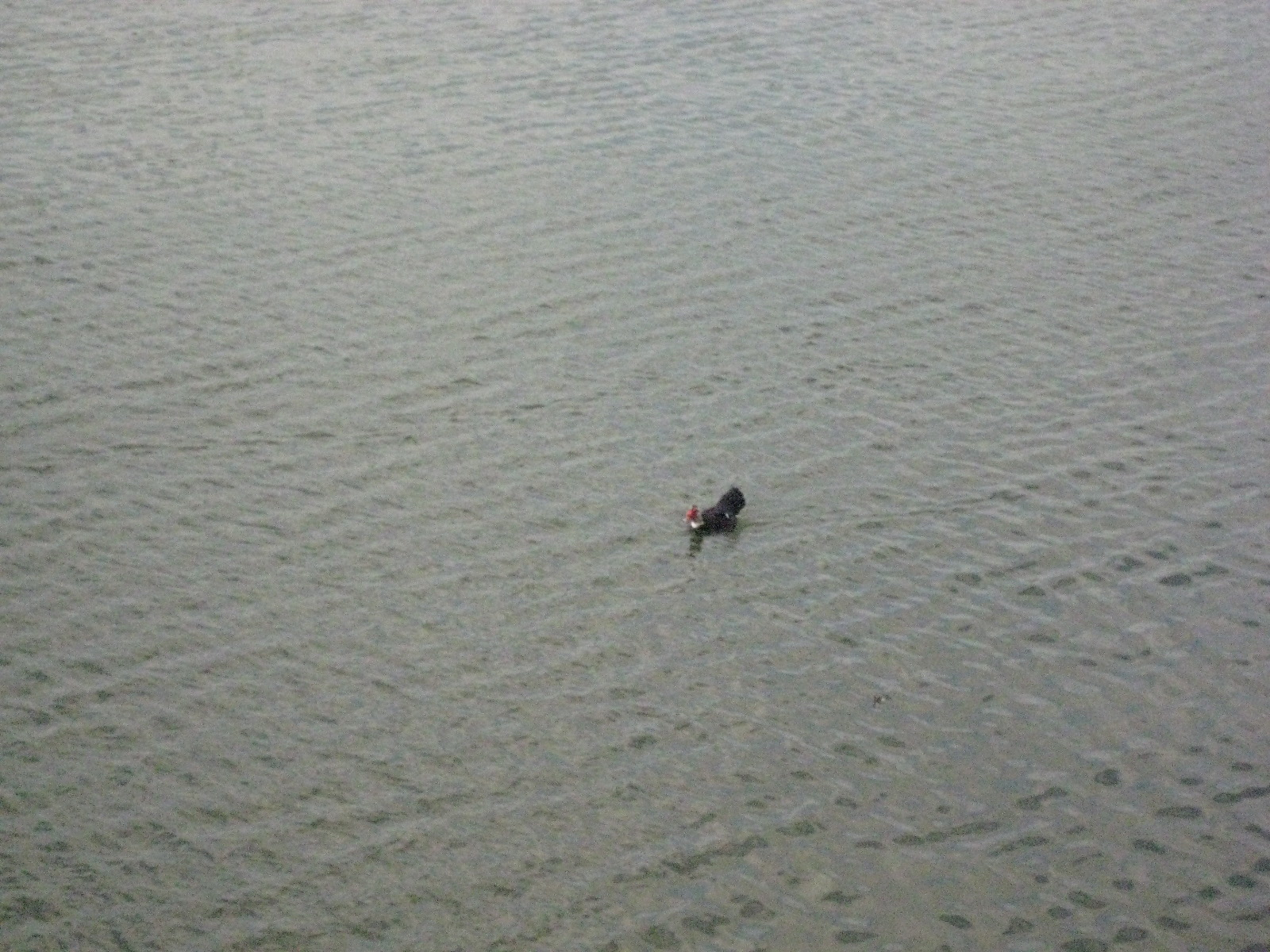 Birds!